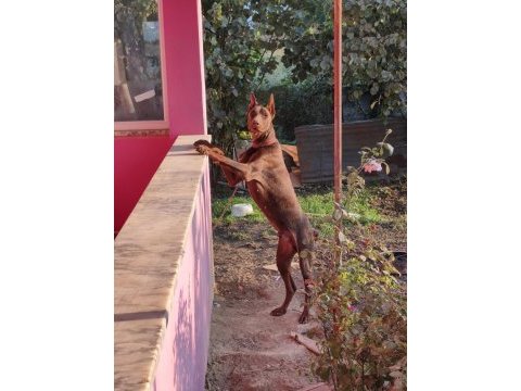 Kızıl erkek doberman