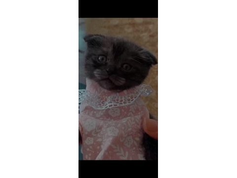 Harika scottish fold kız yuva arıyor