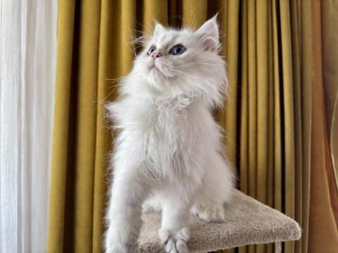 Pamuk prens kedimiz