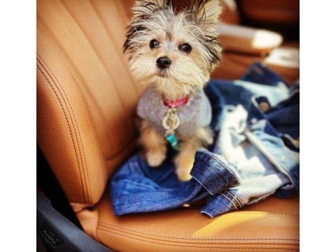 Çok sosyal birbirinden sevecen yorkshire terrier yavrular