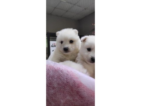 Samoyed yavrularımız iki aylık