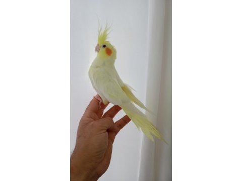 Damızlık sultan papağanları