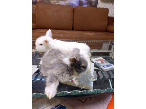 Cins bebek tavşanlar