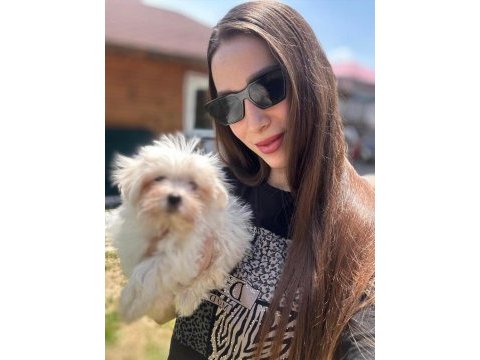 Safkan maltese terrier yavruları