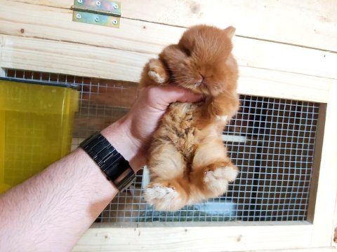 Cüce tavşan yavrusu red renk