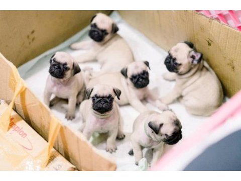 Gül kuyruk pug yavrular heryere gönderilir