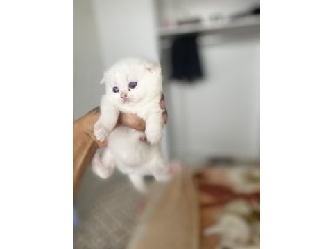 Safkan british shorthair kedimiz