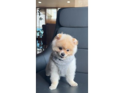 A kalite pomeranian boo ankara içi elden verilecek