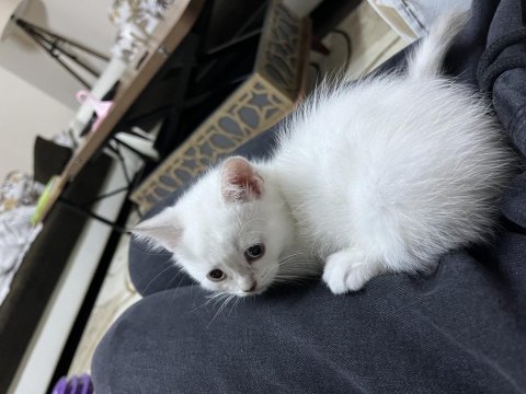 British shorthair ve scottish fold blue point 2 aylık
