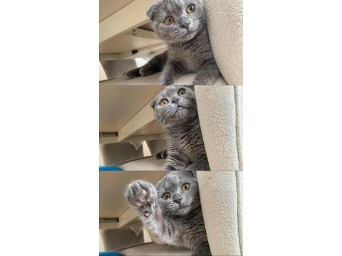 Scottish fold oğlumuz 6 aylık