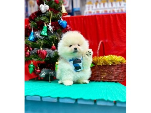 Safkan pomeranian boo yavrularımız