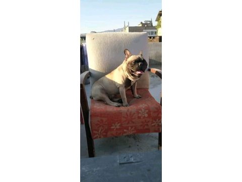Erkek french bulldog
