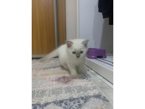 British shorthair 2.5 aylık sahiplendirilecektir