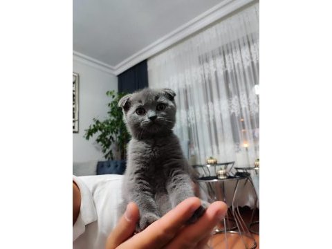 Ankara içi ilgilenen whatsapptan ulaşsın dişi scottish fold