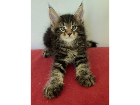 Üst kaliteli dişi orman rengi maine coon