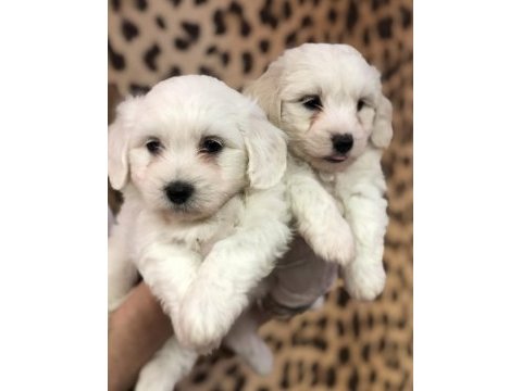 Kar beyazı maltese terrier yavrularım 