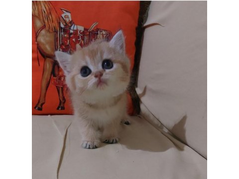 Safkan british shorthair ny 11