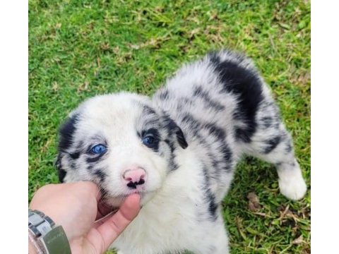 A kalite border collie yavrular