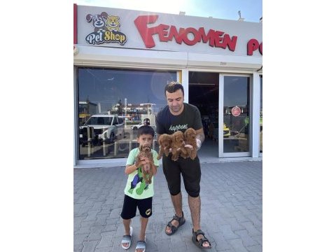 Wc egitimli toy poodle yavrularımız fenomen pets ankara
