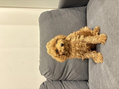 Acil yuva arıyoruz köpeğimize