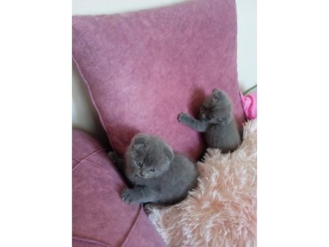 Güzeller güzeli dişi ve erkek scottish fold yavrularım