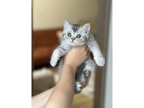 A kalite british shorthair silver yavrum