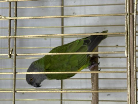 Yavru senegal papağanı