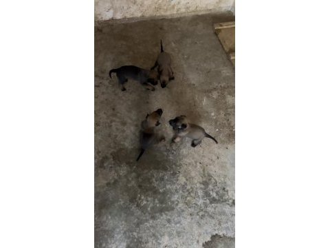 Yeni doğan belçika kurdu yavrularım