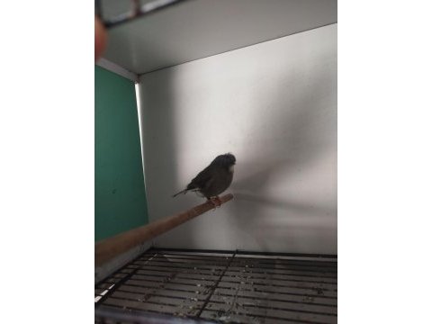 Çok hazır erkek gloster kanarya