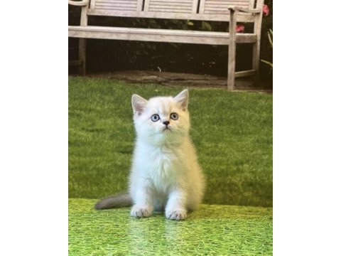 Brıtısh shorthair safkan yavrularım 