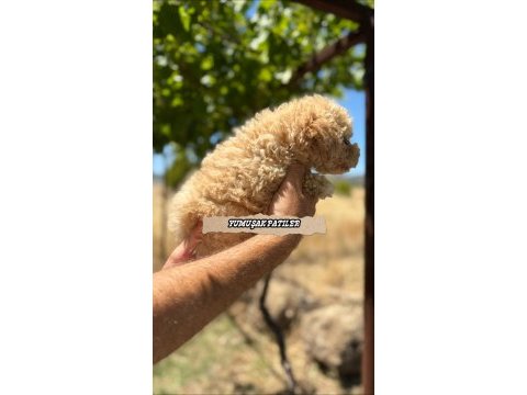 Toy poodle dişi ve erkek