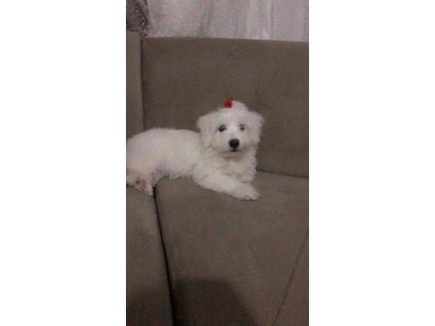 6 aylık aşılı temel eğitimli