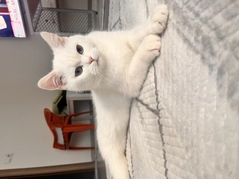 Evin huzuru beyaz prenses kediler