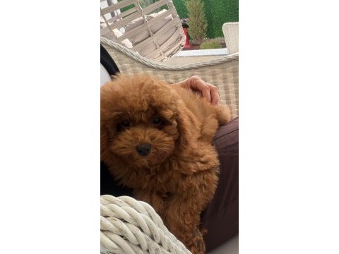 Red brown erkek toy poodle yavru konya