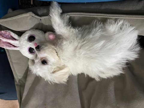Çok sevimli maltese
