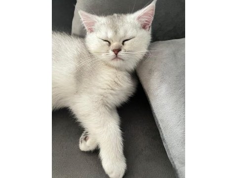 British shorthair yavrular