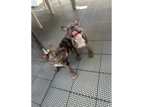 Teslime hazır french bulldog yavrularımız