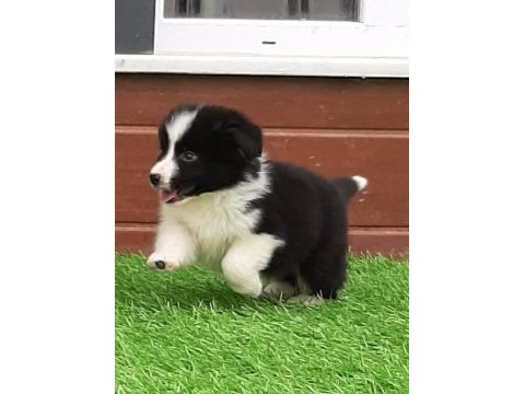 Birinci sınıf border collie yavruları 
