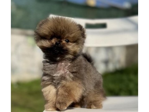Mikro tea cup mükemmel yapıda pomeranian boo