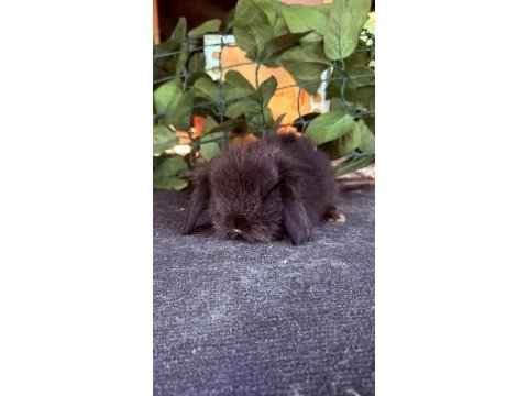 Safkan hollanda teddy lop tavşanlar