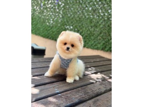 Oyuncak surat pomeranian boo bebekler