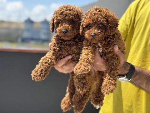 Ankaranın en kaliteli toy poodle yavruları