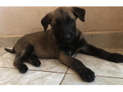 Safkan ırk garantili belçika kurdu