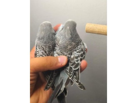 Jumbo yavru muhabbet kuşları
