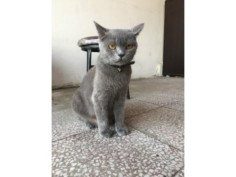 British shorthair