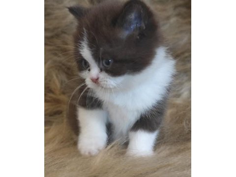 Show kalite british bicolor yavrular