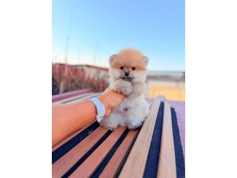 Ayı surat pomeranian