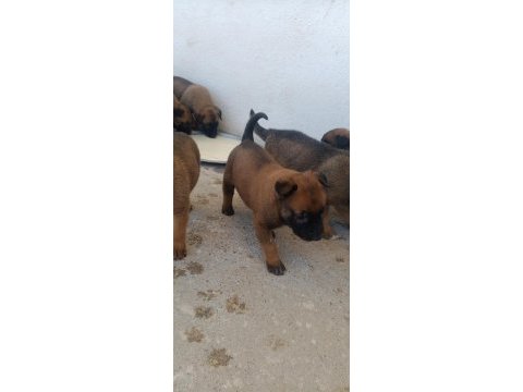 Orjinal saf belçika malinois deli bunlar