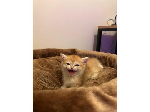 British shorthair erkek yavru kedime yuva arıyorum
