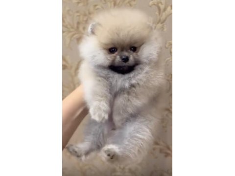 Pomeranian boo teddy bear orange